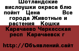 Шотландские вислоушки окраса блю пойнт › Цена ­ 4 000 - Все города Животные и растения » Кошки   . Карачаево-Черкесская респ.,Карачаевск г.